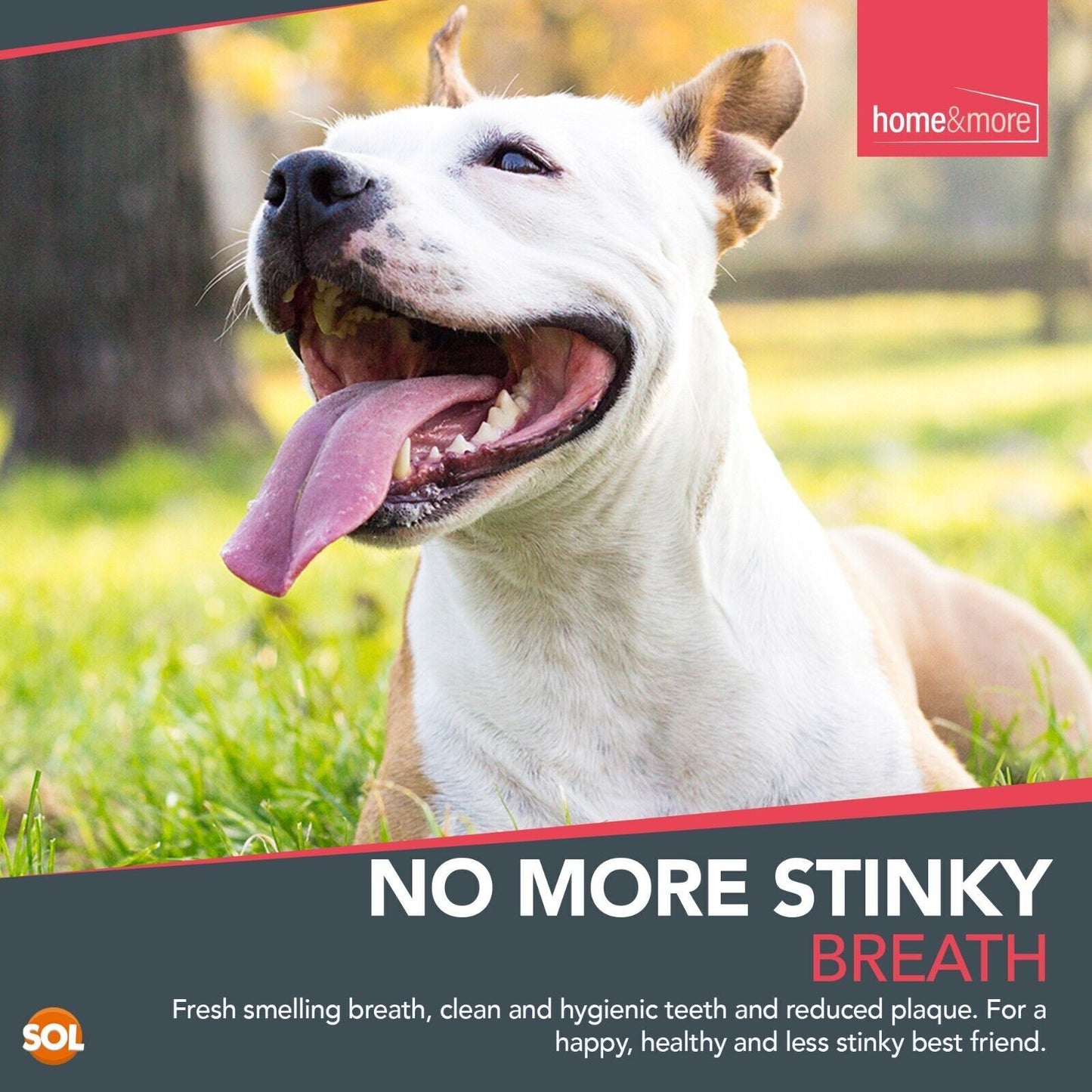 Dog Toothbrush Set | 2 Finger + 2 Double Ended Brushes | Pack of 2