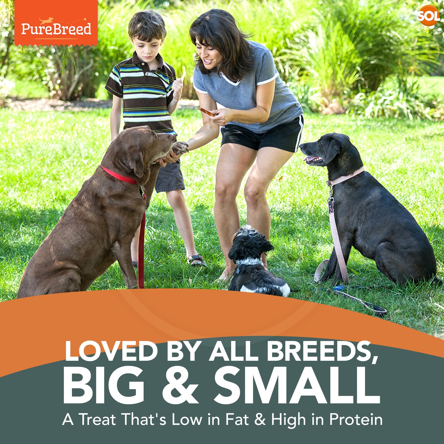 Dog Chews Rawhide Twists Wrapped in Chicken Healthy Treats | 50 Pack