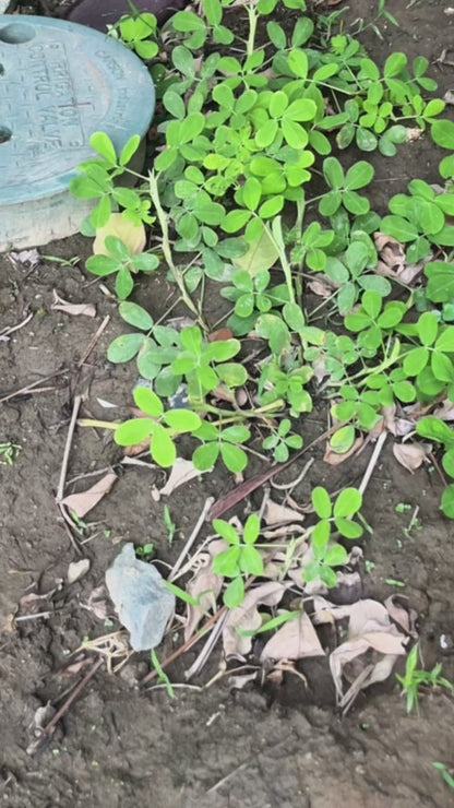 Heavy Duty Weed Control Fabric Membrane | 1.5M x 1.5M Ground Cover