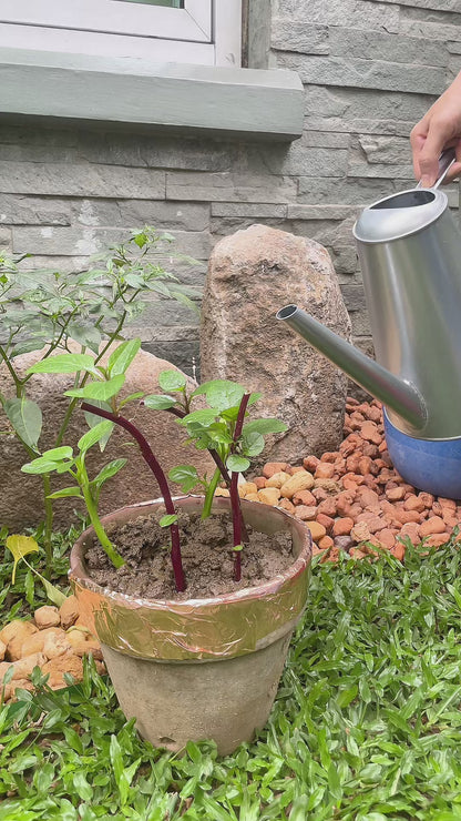 Universal Watering Can Rose Head | Rubber Sprayer | 2 Pack